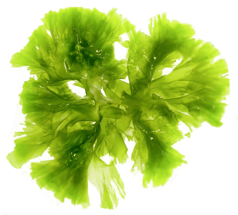 green algae